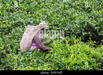 Frau Kommissionierung Tee in einer Teeplantage, Sri Lanka Stockfoto