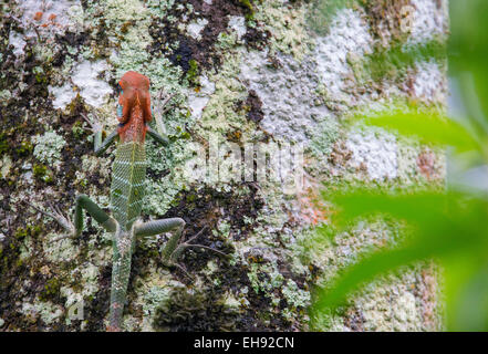 Bunte männlichen Oriental Garden Lizard (Calotes versicolor) auf einem Baumstamm, Sinharaja Forest Reserve, Sri Lanka Stockfoto