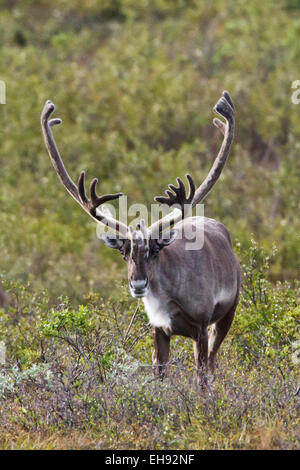 Karger Boden Caribou (rangifer tarandus) im Denali National Park, Alaska Stockfoto