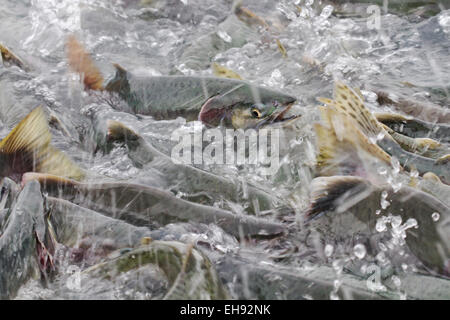 Rosa Lachs (Oncorhynchus Gorbuscha) laichen in Valdez, Alaska Stockfoto