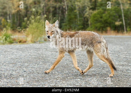 Kojote (Canis Latrans) in der Nähe von Haines Junction, Yukon Territorium, Kanada Stockfoto