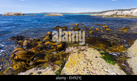 Giant Kelp (Macrocystis Pyrifera) ausgesetzt, bei Ebbe an der östlichen Küste von Tasmanien, Australien Stockfoto