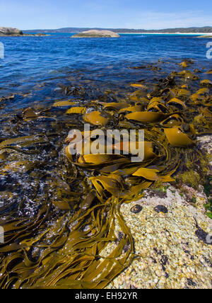 Giant Kelp (Macrocystis Pyrifera) ausgesetzt, bei Ebbe an der östlichen Küste von Tasmanien, Australien Stockfoto