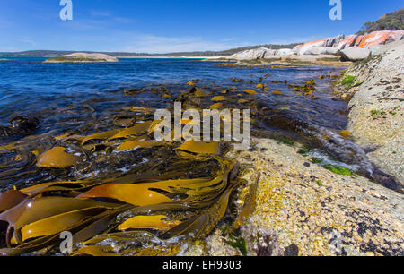 Giant Kelp (Macrocystis Pyrifera) ausgesetzt, bei Ebbe an der östlichen Küste von Tasmanien, Australien Stockfoto