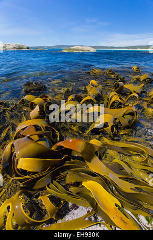 Giant Kelp (Macrocystis Pyrifera) ausgesetzt, bei Ebbe an der östlichen Küste von Tasmanien, Australien Stockfoto