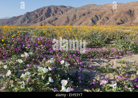 Wildblumenwiese in Henderson Canyon, Anza Borrego Desert State Park, Kalifornien Stockfoto