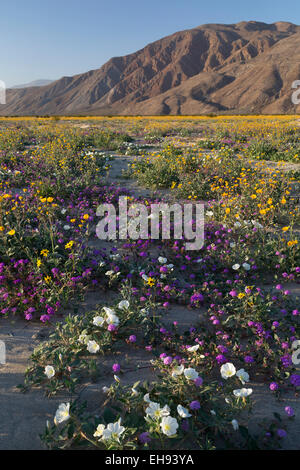 Wildblumenwiese in Henderson Canyon, Anza Borrego Desert State Park, Kalifornien Stockfoto