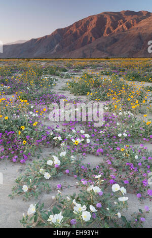 Wildblumenwiese in Henderson Canyon, Anza Borrego Desert State Park, Kalifornien Stockfoto