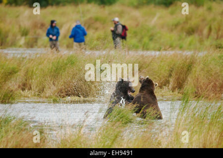 Coastal Braunbären (Ursus Arctos) kämpfen, während Fischer in der Nähe im Katmai Nationalpark, Alaska stehen Stockfoto