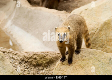 Unverlierbare Coatimundi (Nasua Nasua) Stockfoto