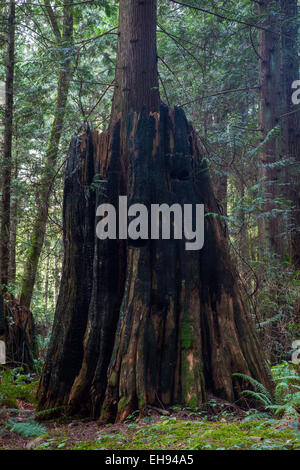 Stumpf eine ältere westliche rote Zeder-Baumes geben Wachstum zu einem ausgewachsenen Baum Stockfoto