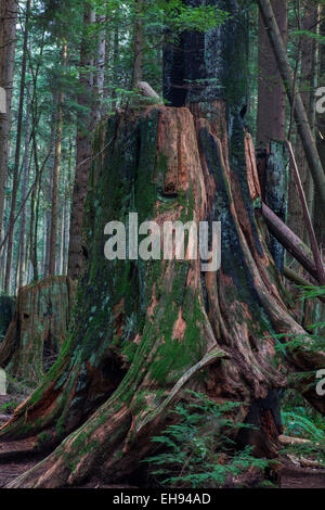 Reste einer alten Baumstumpf, die Nahrung für neues Wachstum gegeben hat, Stockfoto