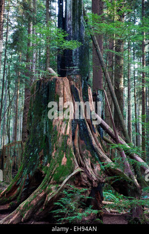 Reste einer alten Baumstumpf, die Nahrung für neues Wachstum gegeben hat, Stockfoto