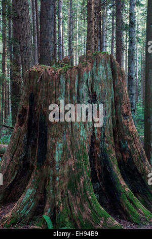 Western Red Cedar stumpf mit Protokollierung Kerben für Sprungbretter verwendet in Fällen offensichtlich zerlegen. Stockfoto