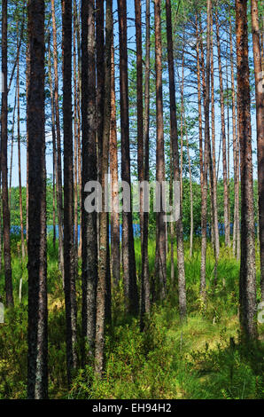 Sonnenlicht Pine Waldlandschaft. Der Waldsee hinter Bäumen. Stockfoto