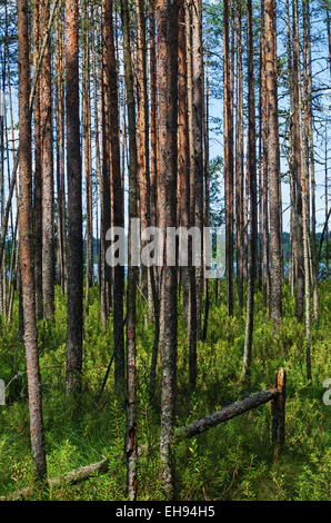 Sonnenlicht Pine Waldlandschaft. Der Waldsee hinter Bäumen. Stockfoto