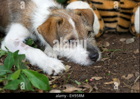 Ein Hündchen legt seinen Kopf auf dem Boden. Stockfoto