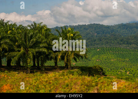 Ölpalmenplantage in Langkat, Nordsumatra, Indonesien. Stockfoto