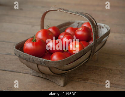 Englische Trug, die neue Ernte von frisch gepflückten rote Tomaten enthalten Stockfoto