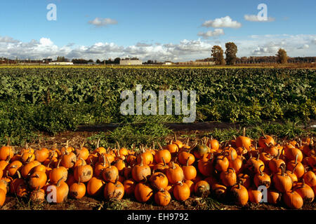 Fraser Valley, BC, Britisch-Kolumbien, Kanada - Ernte der Kürbisse in Verteilerfeld Kürbis (Cucurbita Pepo), Erntezeit Stockfoto