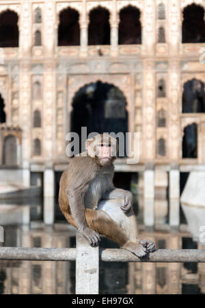 Rhesus-Makaken am Affentempel (Galtaji), Jaipur, Rajasthan, Indien Stockfoto