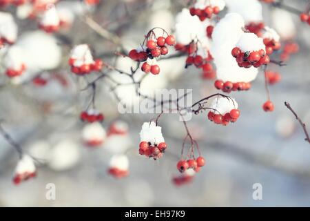 rote Beeren unter Schnee, Schnee, Hintergrund, Eberesche, Weißdorn Stockfoto