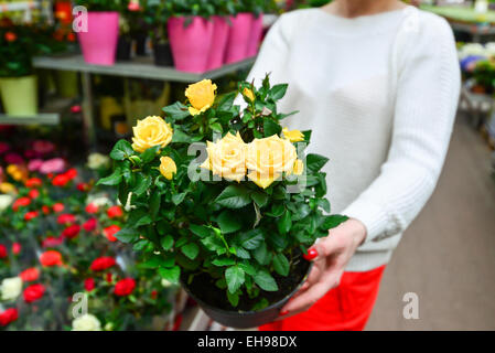 Frau hält eine Blumen in Agreenhouse arbeiten im Garten-center Stockfoto