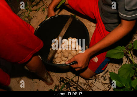 Freiwillige Schutzarbeiter sammeln nachts die Eier einer grünen Meeresschildkröte (Chelonia mydas), bevor sie sie in eine Brutstätte bringen. Stockfoto