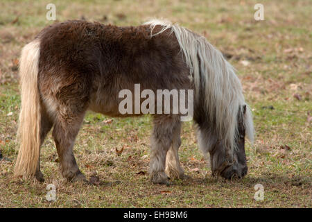 Shetland-Ponys Weiden in einem Feld. Stockfoto