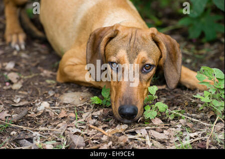 Ein schöner Hund hat einen heiteren Gesicht, während er seinen Kopf auf dem Boden aufliegt. Stockfoto