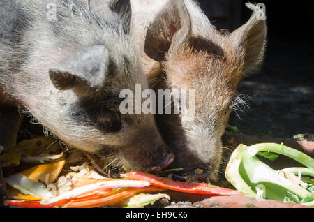 Schweine an Glenburn, Wairarapa, Nordinsel, Neuseeland Stockfoto