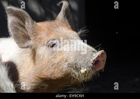 Schweine an Glenburn, Wairarapa, Nordinsel, Neuseeland Stockfoto