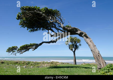 Kohl und windumtosten Karaka-Baum in der Nähe von Strand, Glenburn, Wairarapa, Nordinsel, Neuseeland Stockfoto