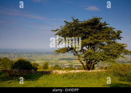 Blick vom Deerleap Picknick Bereich, Mendip Hügel, Somerset Stockfoto
