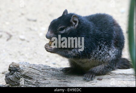 Dunkle Sorte des nordamerikanischen Rock Eichhörnchens, (Oto) Spermophilus Variegatus gesehen während des Essens Stockfoto