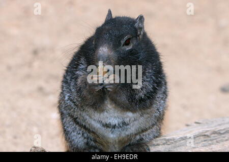 Dunkle Sorte des nordamerikanischen Rock Eichhörnchens, (Oto) Spermophilus Variegatus gesehen während des Essens Stockfoto