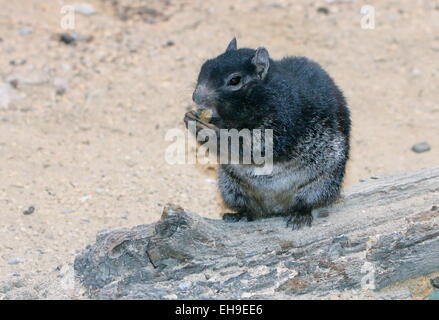 Dunkle Sorte des nordamerikanischen Rock Eichhörnchens, (Oto) Spermophilus Variegatus gesehen während des Essens Stockfoto