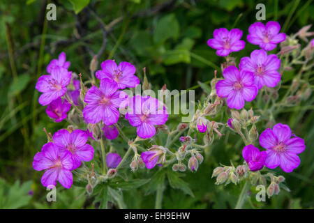 Klebrige Geranium Wildblumen in Waterton Lakes Nationalpark, Alberta, Kanada. Stockfoto