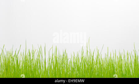 Grasgrün, isoliert auf weiss. Hintergrundbild Stockfoto