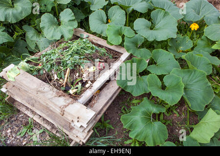 Garten Holzkomposter, organischer biologischer Prozess in einem Kompost Kürbis wachsen herum Stockfoto