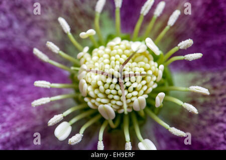 Hellebore, Helleborus Weihnachtsrose Nahaufnahme Blume Stockfoto