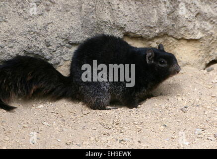 Dunkle Sorte des nordamerikanischen Rock Eichhörnchens, (Oto) Spermophilus variegatus Stockfoto