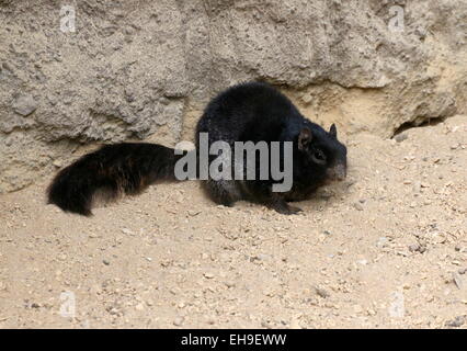 Dunkle Sorte des nordamerikanischen Rock Eichhörnchens, (Oto) Spermophilus variegatus Stockfoto