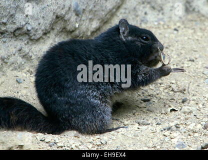 Dunkle Sorte des nordamerikanischen Rock Eichhörnchens, (Oto) Spermophilus Variegatus gesehen während des Essens Stockfoto