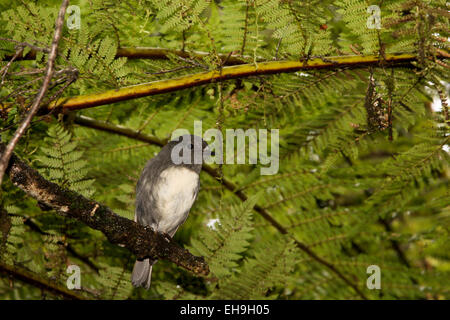 New Zealand Robins sind endemisch in Neuseeland und in natürlichen Wäldern leben.  Langbeinschnäpper Sind in Neuseeland Endemisch. Stockfoto