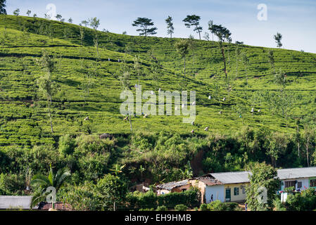 Tee-Plantage, um Adams Peak, Sri Lanka, Asien Stockfoto