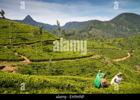 Tee-Plantage, um Adams Peak, Sri Lanka, Asien Stockfoto