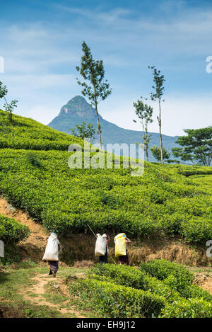 Frauen, die Arbeiten an einer Teeplantage bringen ihre Ernte gewichtet werden, in der Nähe von Hatton, Sri Lanka, Asien Stockfoto