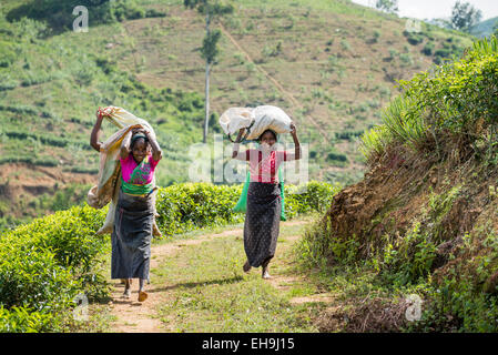 Frauen, die Arbeiten an einer Teeplantage bringen ihre Ernte gewichtet werden, in der Nähe von Hatton, Sri Lanka, Asien Stockfoto