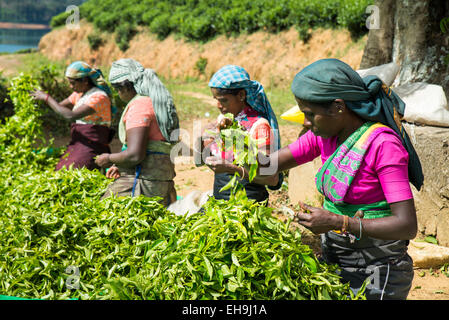 Frauen, die Arbeiten an einer Teeplantage bringen ihre Ernte gewichtet werden, in der Nähe von Hatton, Sri Lanka, Asien Stockfoto